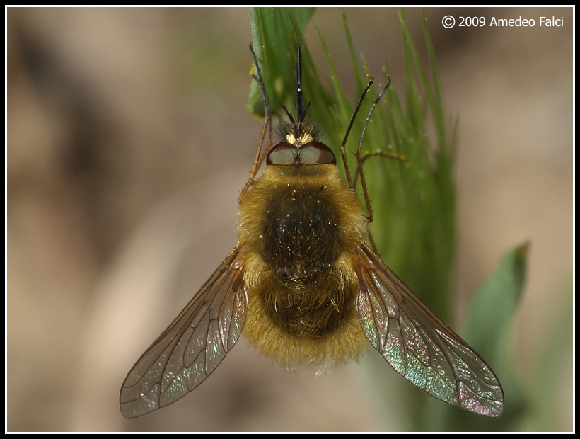 Dalla Sicilia Bombylius poss.canescens (Bombyliidae)